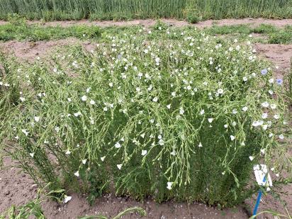 Click for 1 image(s) for this accession.